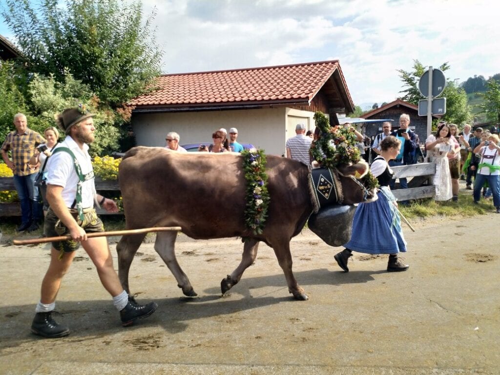 Viehscheid im Allgäu 2024 Allgäu FamilyGuide