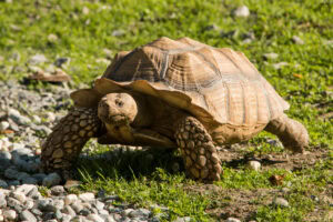 Schildkröte im Dopplmayr Zoo in Wolfurt im Vorarlberg.